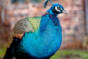 Obraz premium Peacock at Powis Castle - Wales