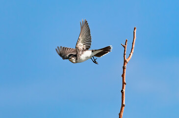 An Eastern Kingbird flying off its perch while making eye contact with the viewer.