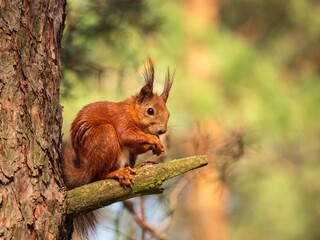 Squirrel in summer fur in the forest