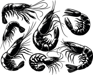 Fototapeta premium Vector illustration of a shrimp, a member of the Caridea order, depicted in a scratchboard style. This hand-drawn image captures the intricate details of the shrimp's anatomy