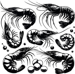 Vector illustration of a shrimp, a member of the Caridea order, depicted in a scratchboard style. This hand-drawn image captures the intricate details of the shrimp's anatomy