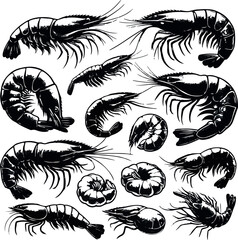 Vector illustration of a shrimp, a member of the Caridea order, depicted in a scratchboard style. This hand-drawn image captures the intricate details of the shrimp's anatomy