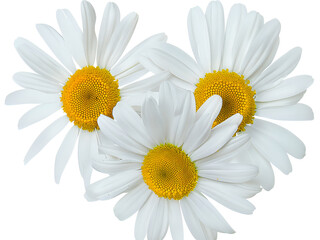 Three White Daisies with Yellow Centers Isolated on Transparent Background