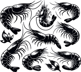 Obraz premium Vector illustration of a shrimp, a member of the Caridea order, depicted in a scratchboard style. This hand-drawn image captures the intricate details of the shrimp's anatomy