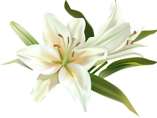 Obraz premium Detailed Graphic of White Lilies with Prominent Stamens and Pistil on Transparent Background