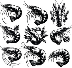 Vector illustration of a shrimp, a member of the Caridea order, depicted in a scratchboard style. This hand-drawn image captures the intricate details of the shrimp's anatomy