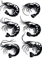 Fototapeta premium Vector illustration of a shrimp, a member of the Caridea order, depicted in a scratchboard style. This hand-drawn image captures the intricate details of the shrimp's anatomy