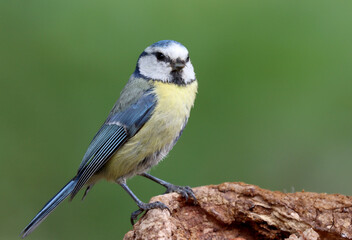 Blue tit