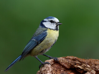 Obraz premium Blue tit