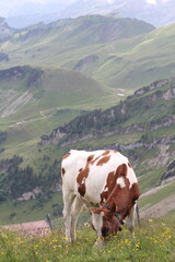 Switzerland landscapes  