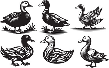 set of ducks