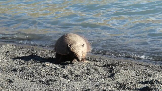 Patagonian Armadillo, Zaedyus pichiy, in Patagonia in South America. High quality FullHD footage