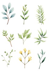 Collection of watercolor botanical illustrations featuring various leaves and plants in a minimalist style on a white background.