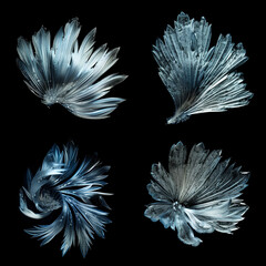 Silver and Blue Frost Patterns on Black: Winter&rsquo;s Natural Art
