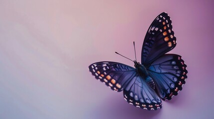 Obraz premium RedSpotted Purple Butterfly, border, background Wallpaper, blank in the middle, minimalism, negative space, use for postcard template