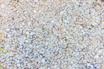 A detailed view of hailstones laying on the ground following a storm