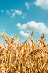Fototapeta premium Yellow barley in the countryside with blue sky