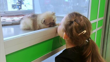 Kid choosing a new pet in shop standing near cage with small puppy. Cute puppy playing with a little girl in a pet store. Child have fun with dog. 