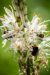 Asfodelo nel prato di montagna con bombi che impollinano