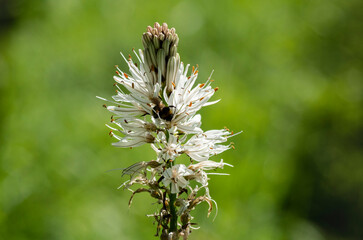Asfodelo nel prato di montagna con bombi che impollinano