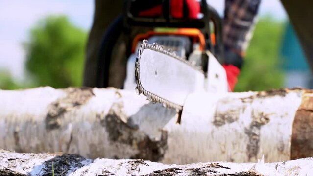 A man with a chainsaw cuts a forest tree or firewood