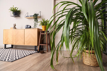 Houseplants and chest of drawers near white wall in interior of hallway, closeup