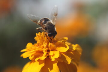 bee on flower