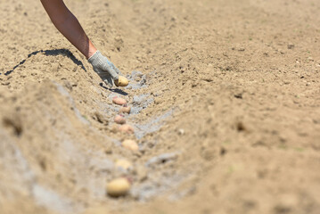 A woman's hand puts seed potatoes in the ground. Planting potato tubers in a furrow.