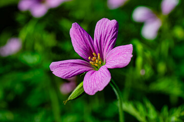Purple flower