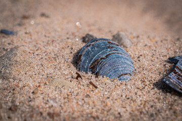 shell on the beach