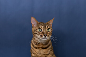 Bengal cat is a purebred cat on a blue background. Copy space. Holidays and events