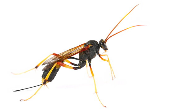 Banded caterpillar parasite wasp isolated on white, (Ichneumon promissorius)