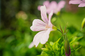 close up of a pink flower