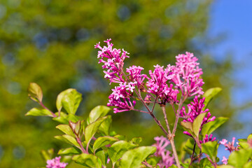 Obraz premium Pink flowers of lilac tree Palibin against green leaves in closeup view