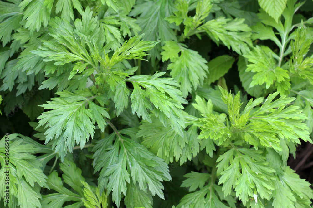 Wall mural wormwood (artemisia vulgaris) grows in nature