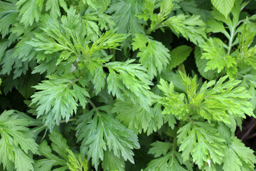 Wormwood (Artemisia vulgaris) grows in nature