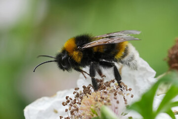 Closeup on the European Vestal cuckoo bumblebe, Bombus vestalis on white brambleberry flowers