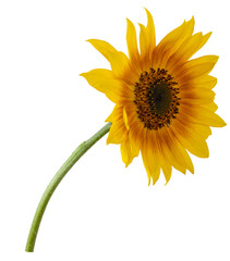 Beautiful sunflower flower.