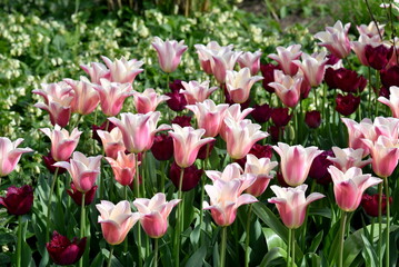 A group of colorful pink tulips, tulipa 