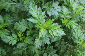 Wormwood (Artemisia vulgaris) grows in nature