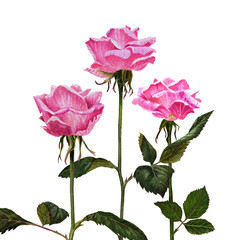 Watercolor pink rose, wallpaper watercolor illustration in for invitation, card making