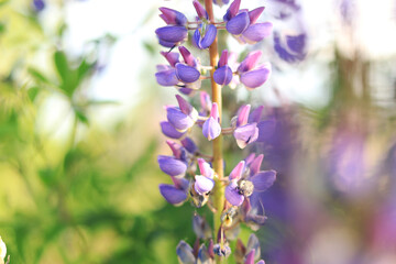 Blooming purple lupine flower close up. Lupine on a blurred background on a sunny day. Natural background. Flowers with selective focus. Spring flower on the field. Colorful flowers in the park