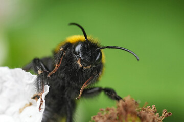 Extreme facial closeup on the European Vestal cuckoo bumblebe, Bombus vestalis on white brambleberry flowers