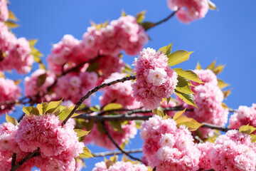 Cherry Blossom Magic at the Museum, Johannisplatz, Leipzig