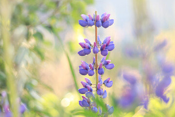 Blooming purple lupine flower close up. Lupine on a blurred background on a sunny day. Natural...