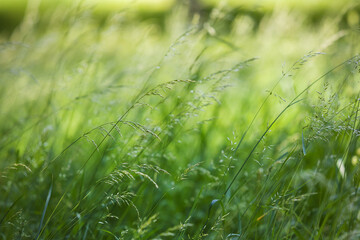 Meadow grass blowing in the wind with beautiful soft background