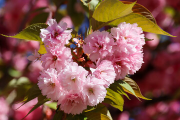Cherry Blossom Magic at a Museum, Johannisplatz, Leipzig