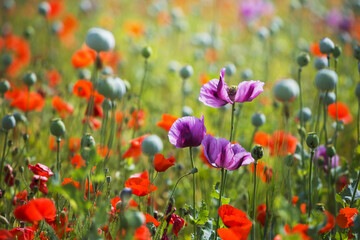 Papaver somniferum - purple poppy flowers growing in a poppy field where red poppy flowers and green poppy flowers grow together. with a beautiful backlight