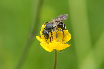 Closeup on the rare and endangered dark black giant furrow bee, Lasioglossum majus, on a yellow...