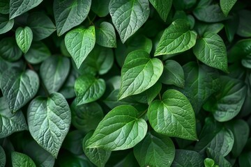 Lush Green Leaves Background in Nature